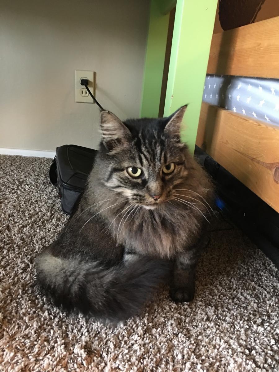 Image of Thing 2 (SPCA Name), Found Cat