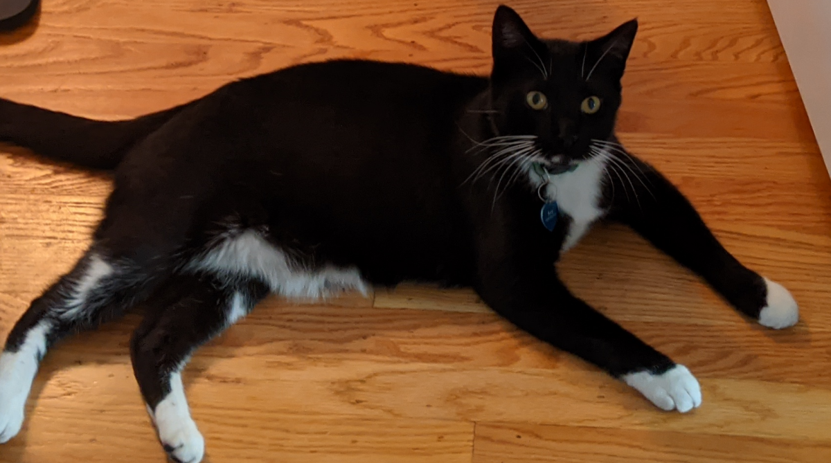 Image of Ray, Lost Cat