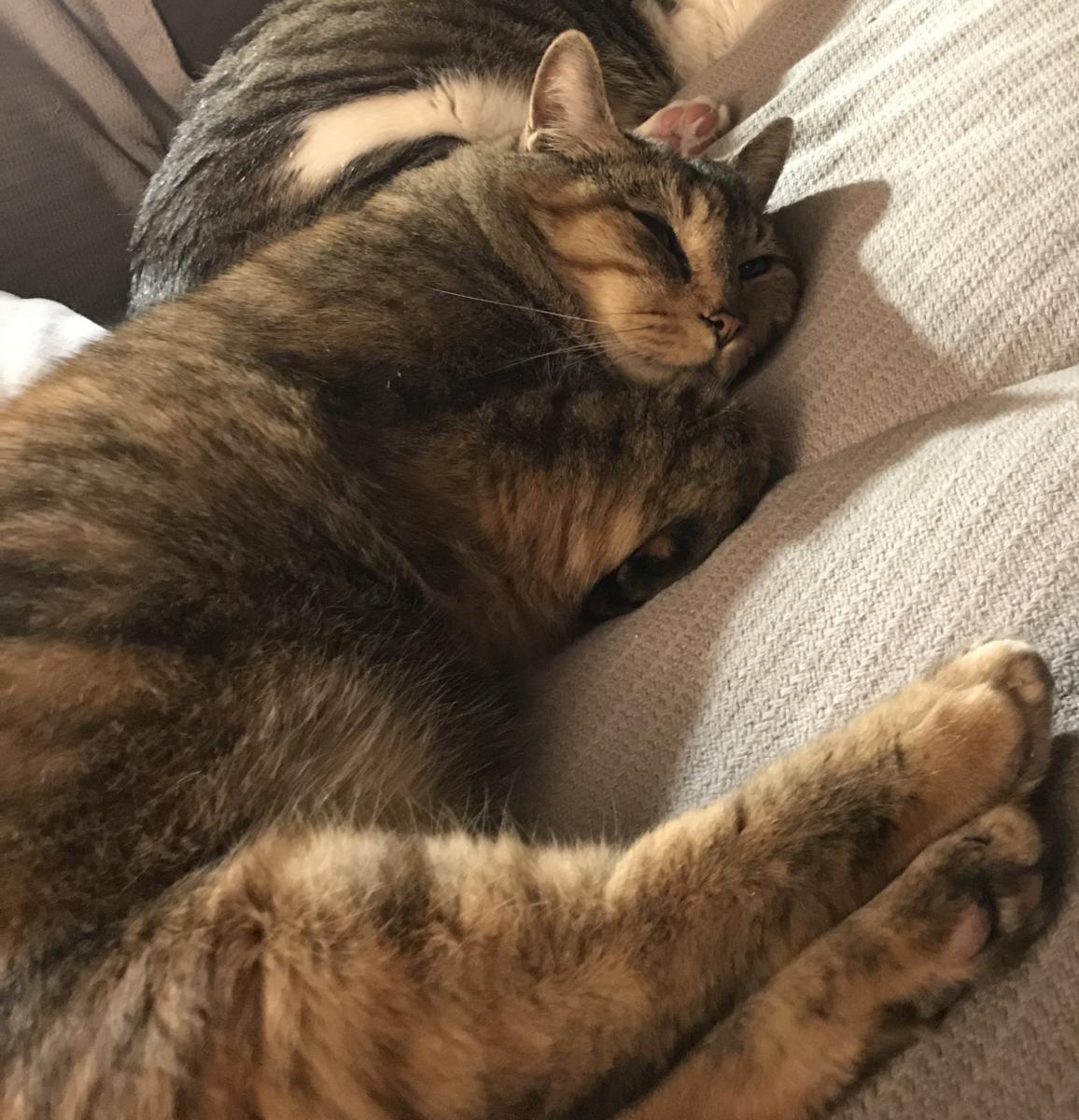 Image of Stella, Lost Cat