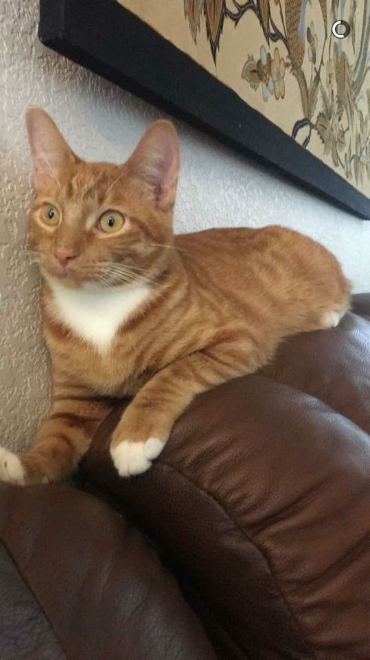Image of Lance, Lost Cat