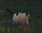 Image of Whitey Panda, Lost Cat