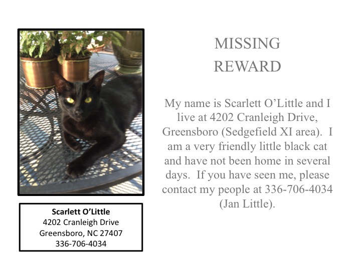 Image of Scarlett O’Little, Lost Cat