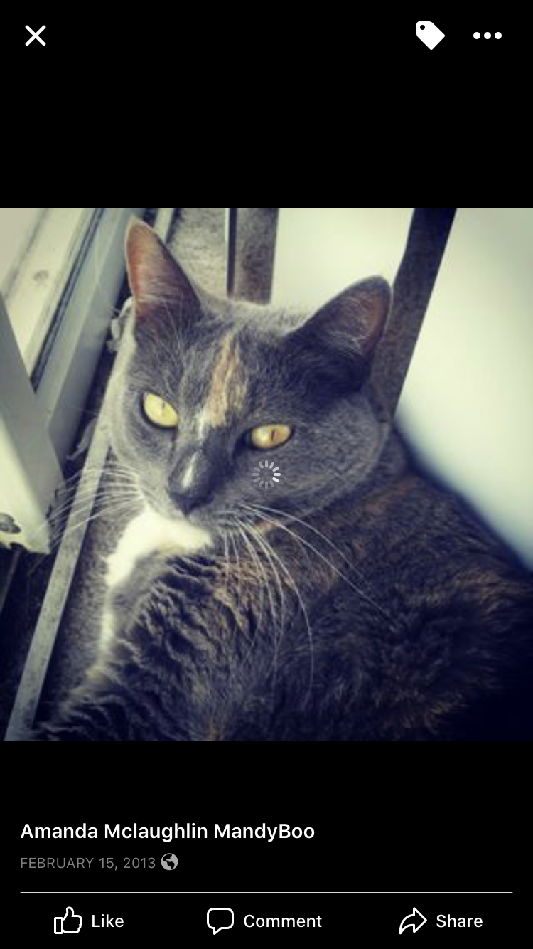 Image of Mischa, Lost Cat