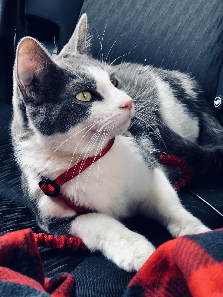 Image of Chloe, Lost Cat