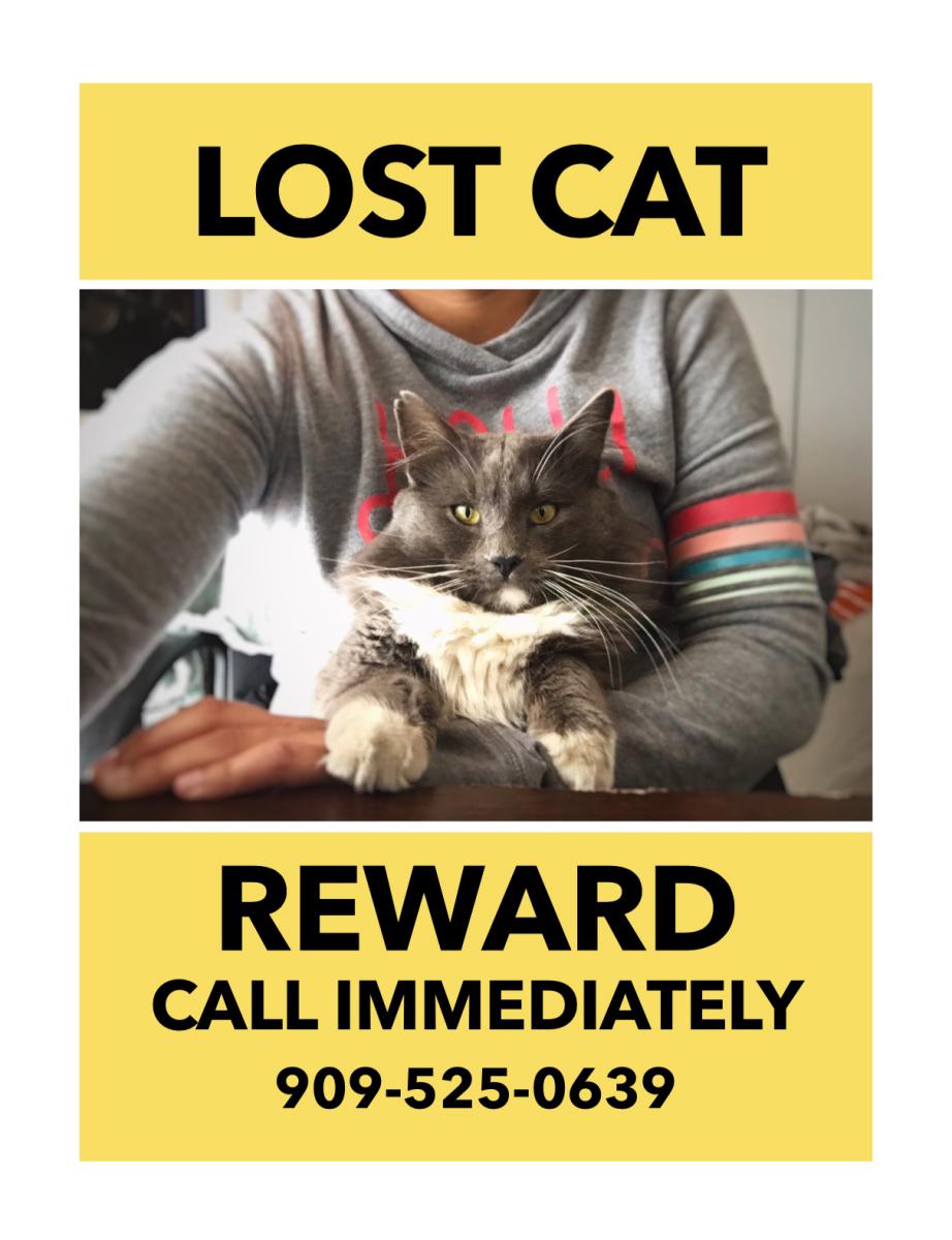 Image of Earl, Lost Cat