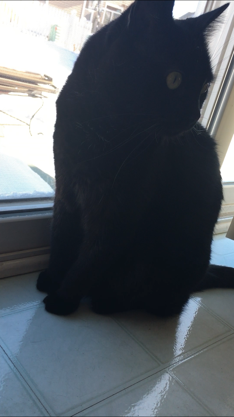 Image of shadow, Lost Cat