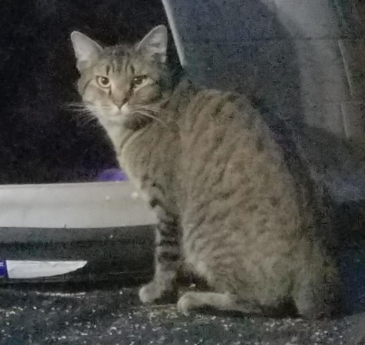 Image of Unknown Name, Found Cat
