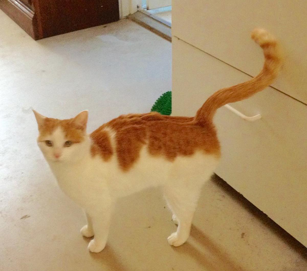 Found Cat Turkish Van In Alpharetta Ga Lost My Kitty