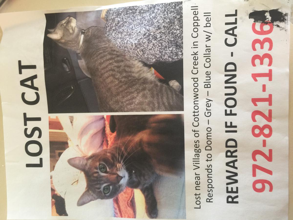 Image of Domo, Lost Cat