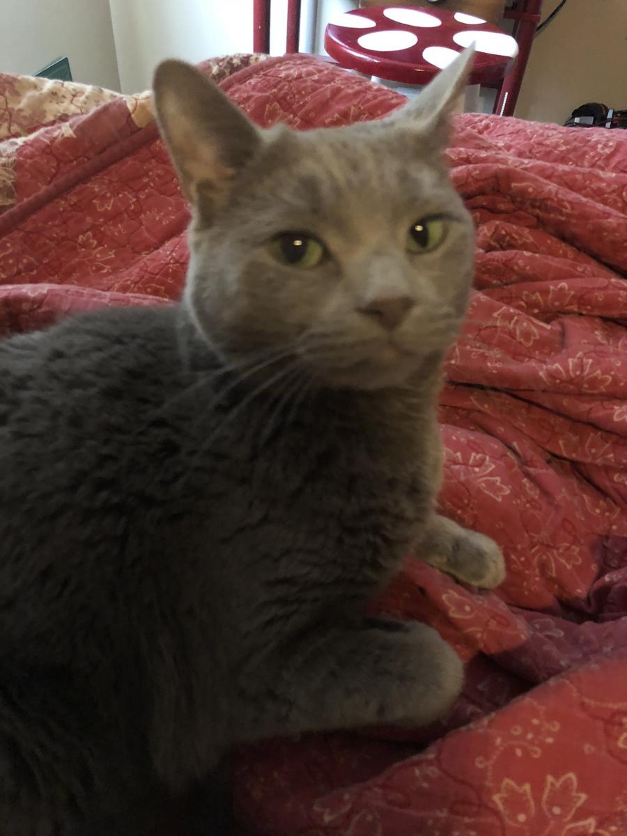 Image of Thistle, Lost Cat