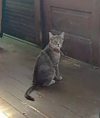 Image of Duetchess, Lost Cat