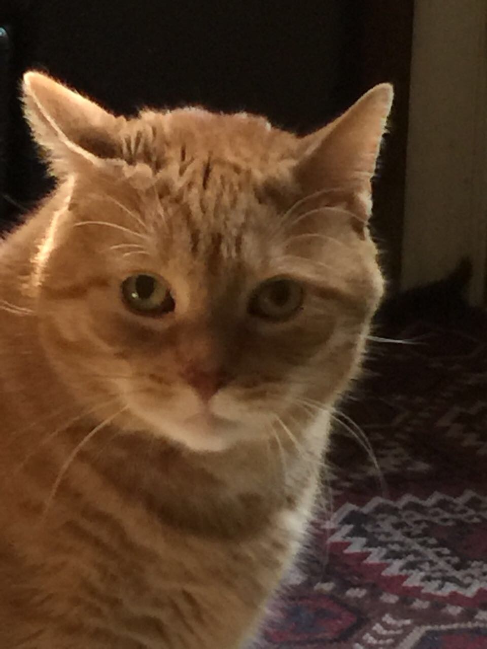 Image of Sprinkles, Lost Cat