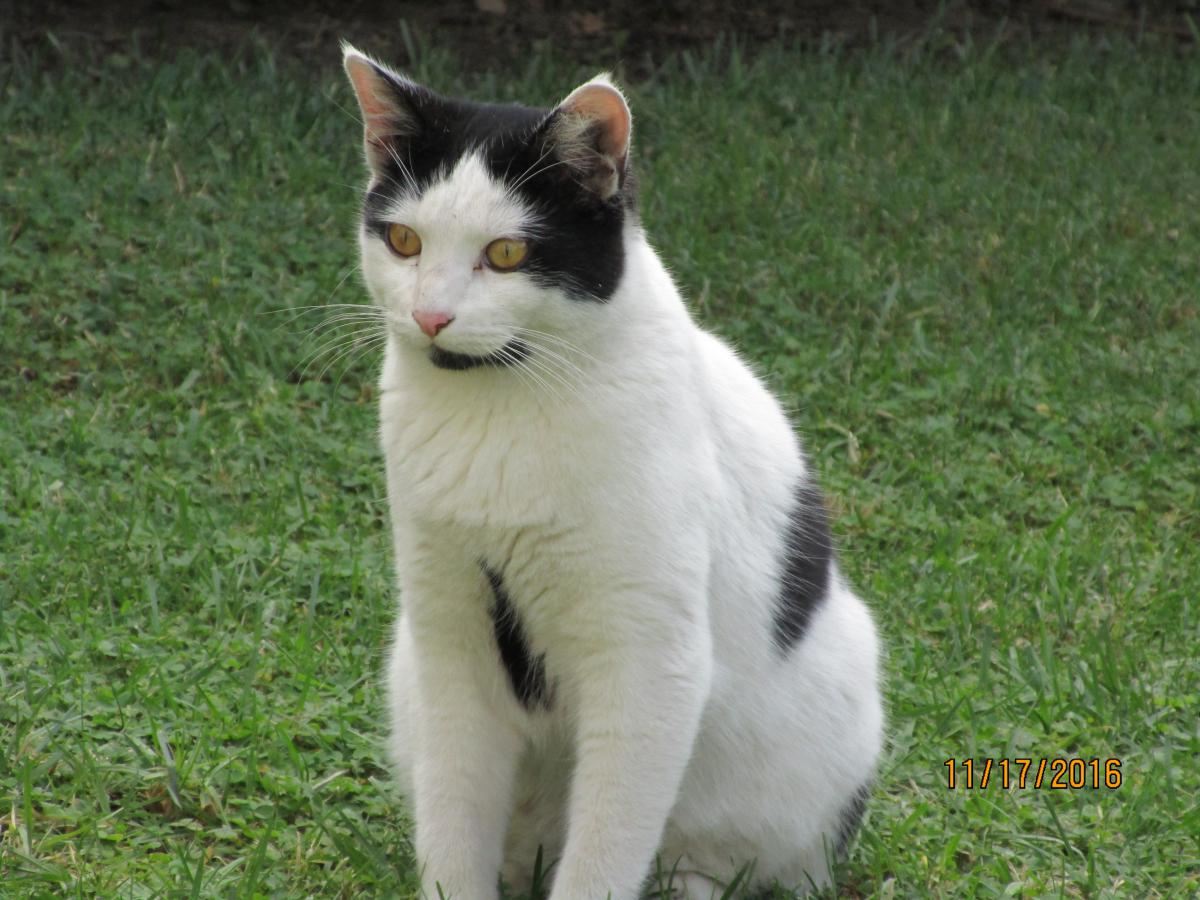Image of Moosie, Lost Cat