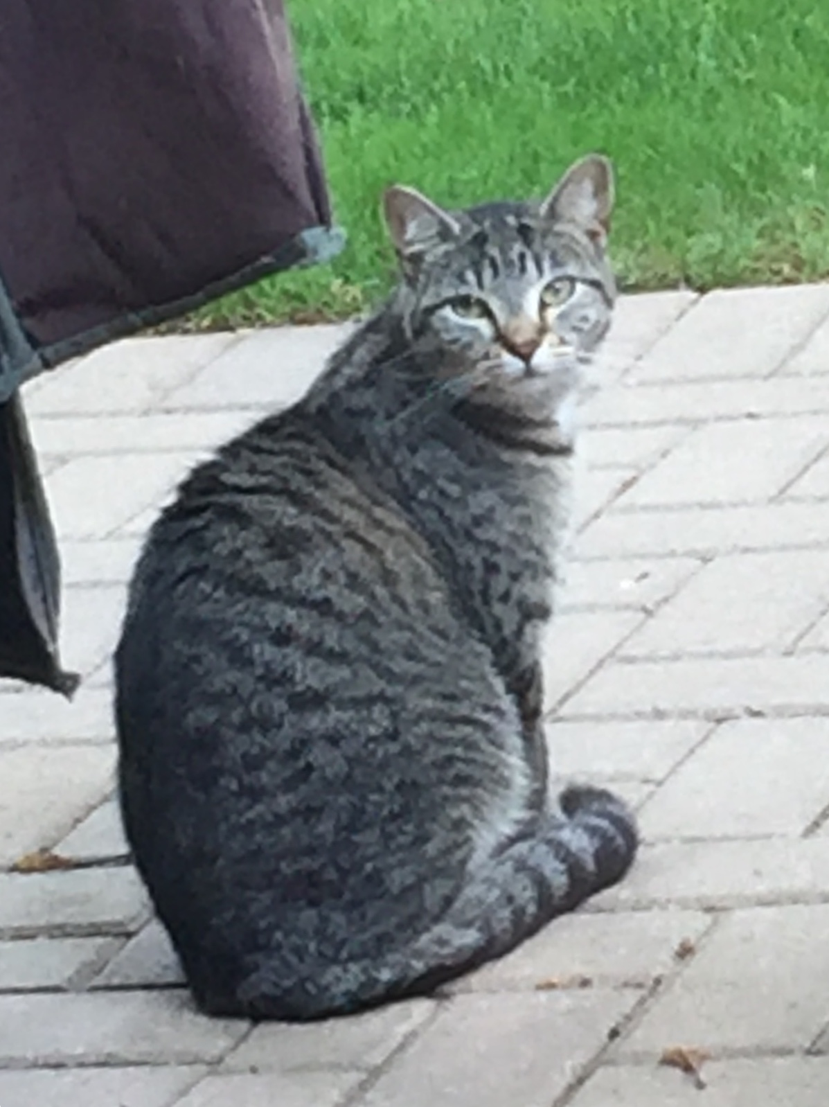 Image of Ginny, Lost Cat