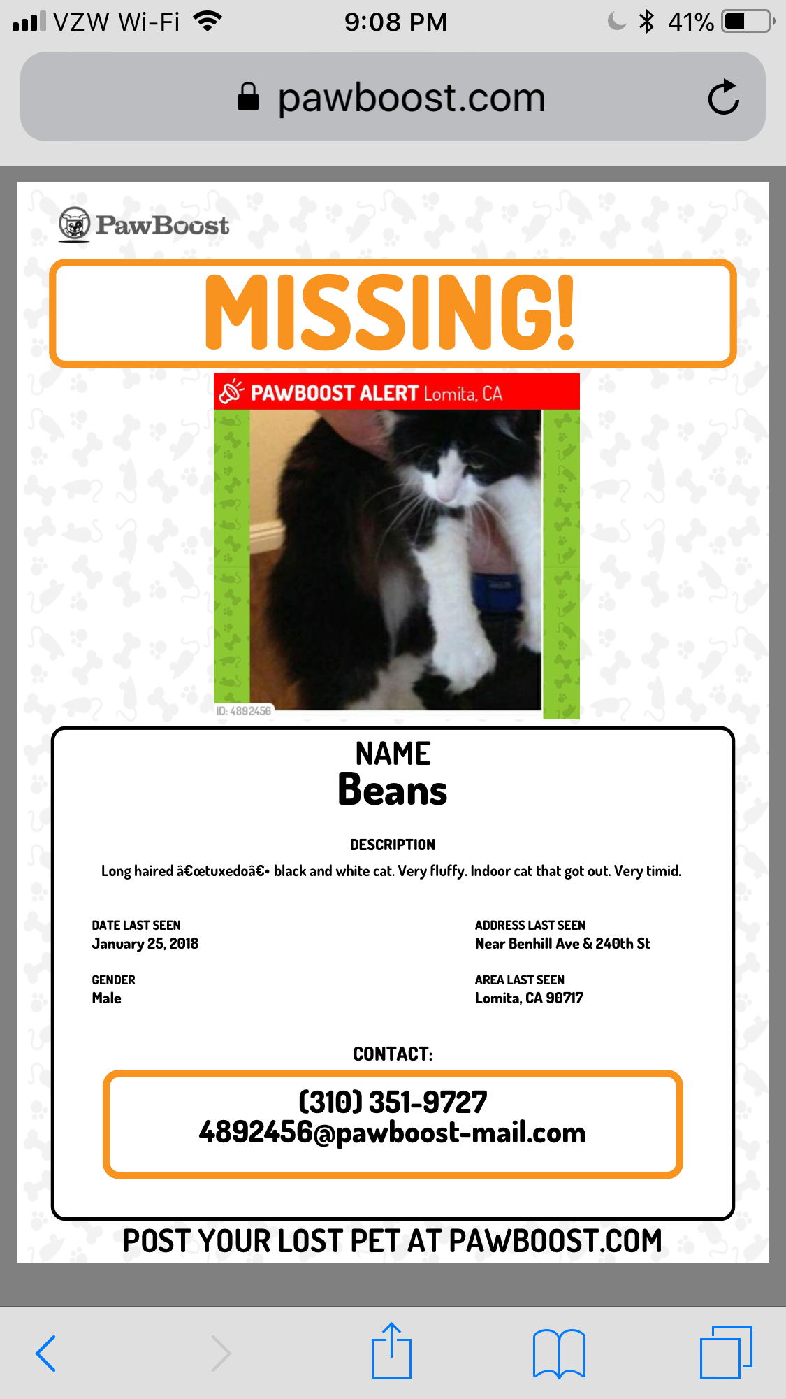 Image of Beans, Lost Cat
