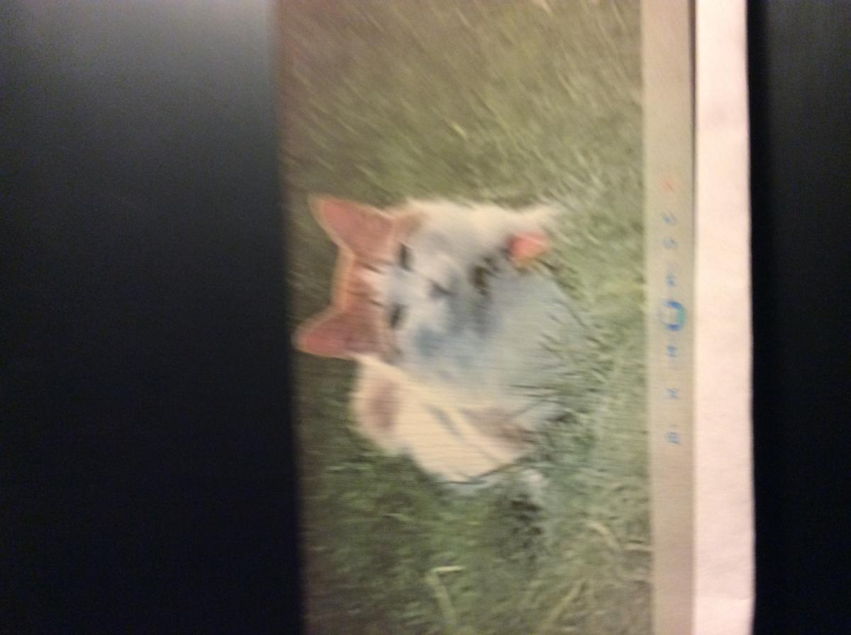 Image of Rigby, Lost Cat