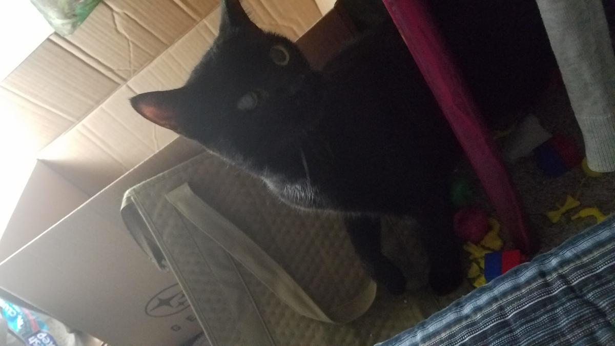 Image of Bellatrix, Lost Cat