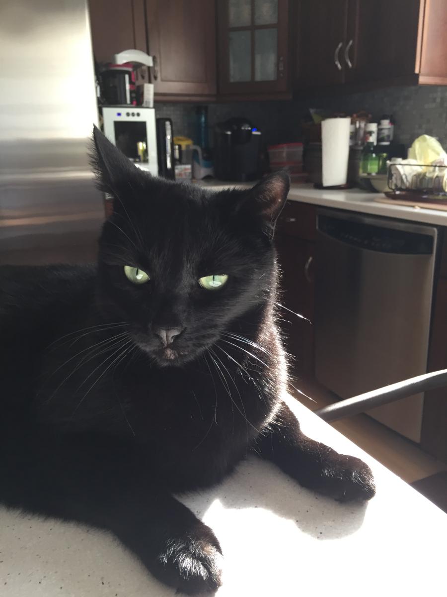 Image of Jack, Lost Cat