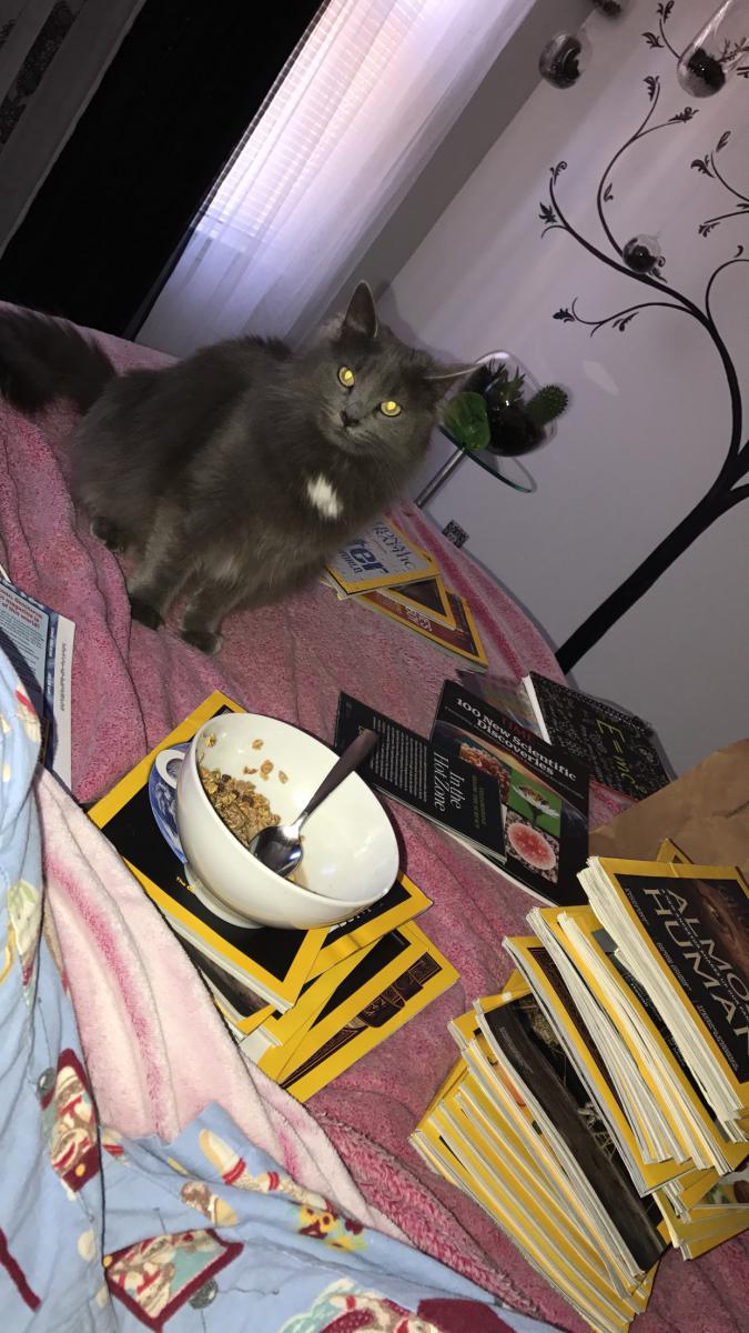 Image of Heather, Lost Cat