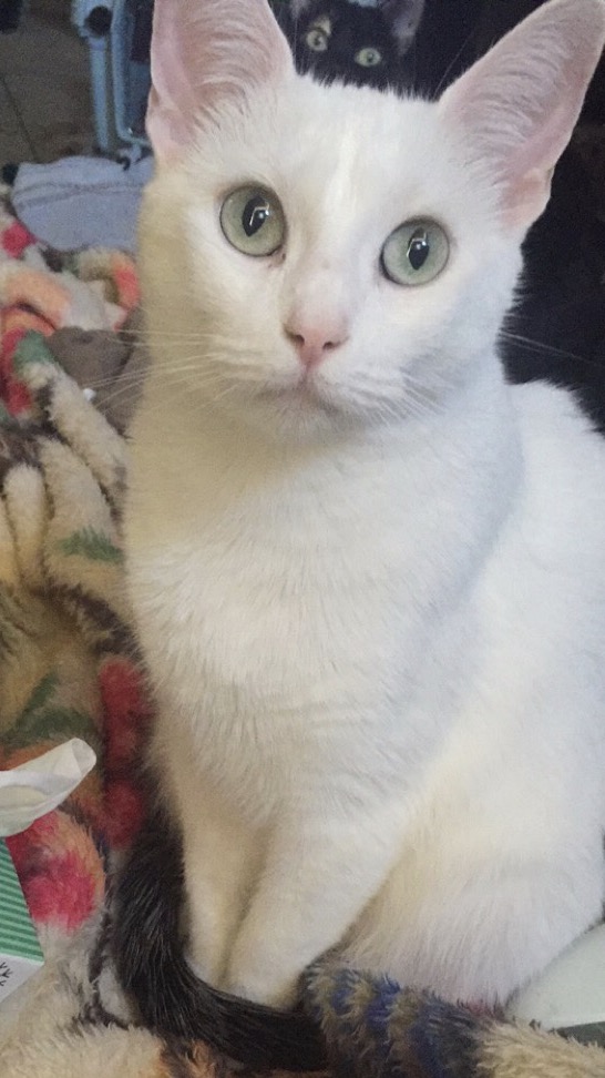 Image of Sauske, Lost Cat