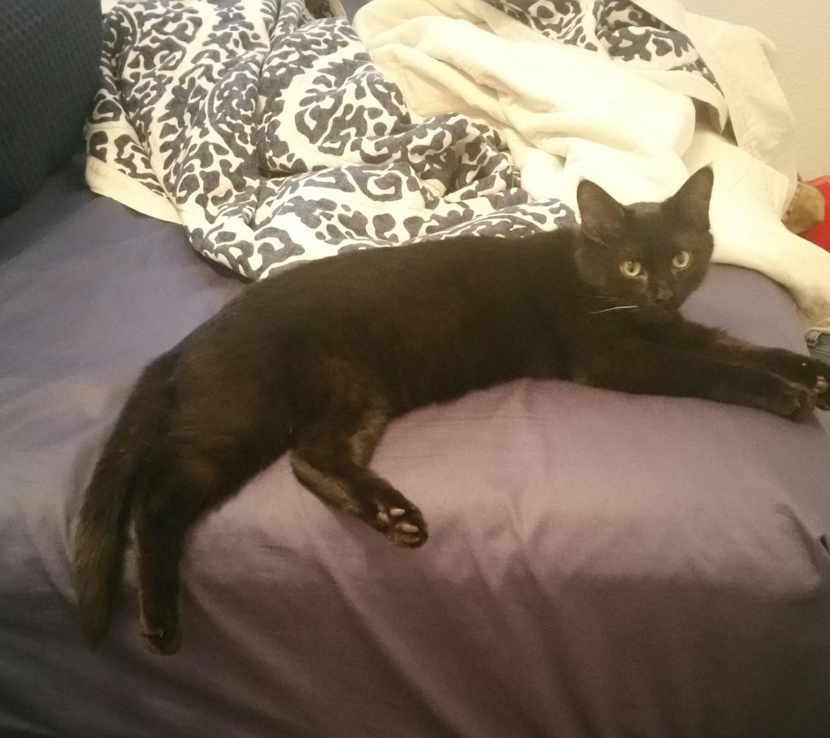 Image of Saroo, Lost Cat