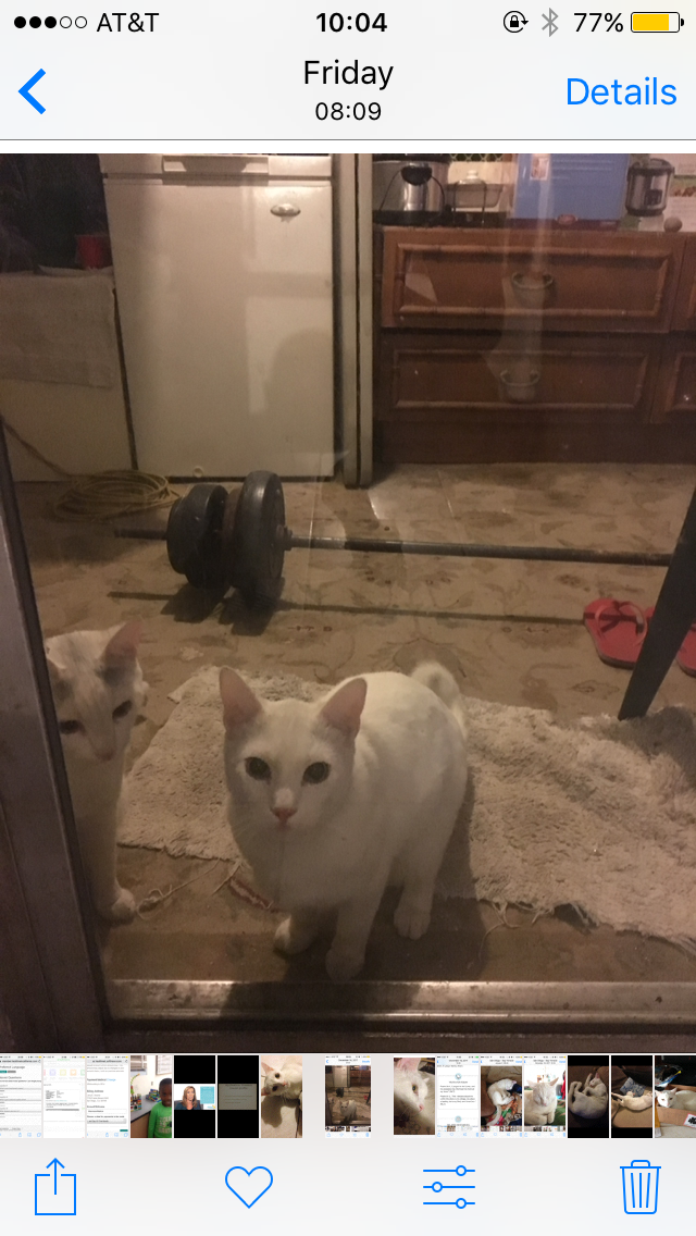 Image of Mallow, Lost Cat