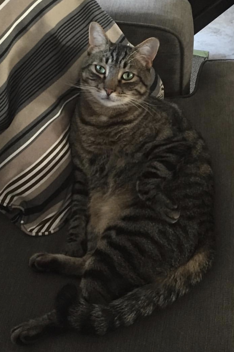 Lost Cat Domestic Medium Hair in LAGUNA NIGUEL, CA - Lost ...