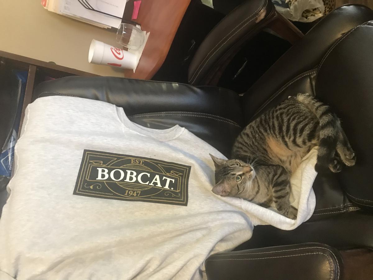 Image of Bubba, Lost Cat