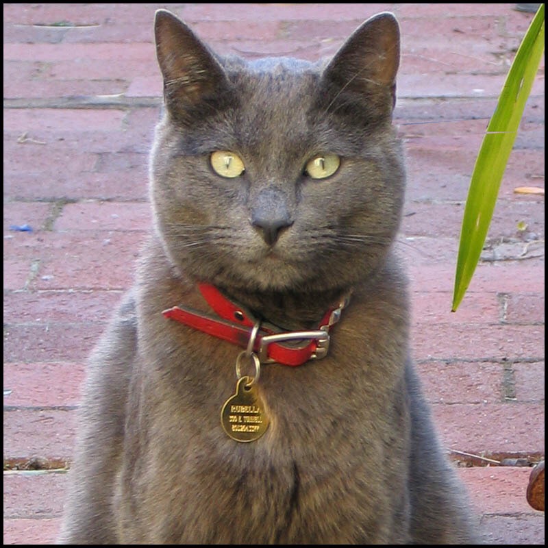 Image of Rubella, Lost Cat