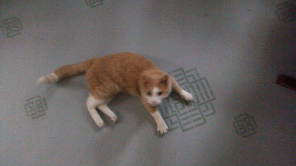 Image of sokka, Lost Cat