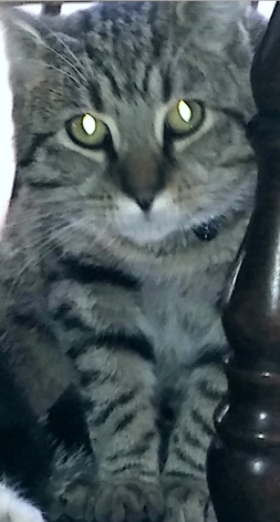 Image of Kokoh, Lost Cat