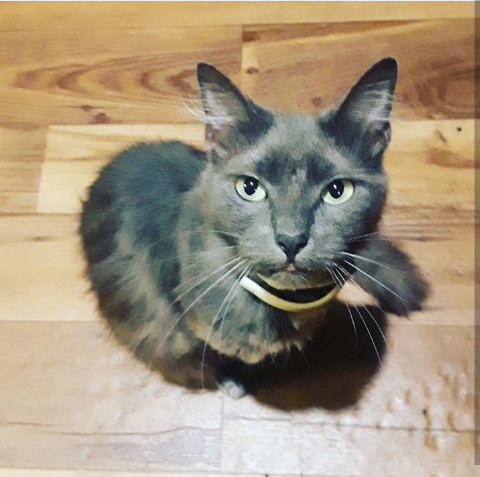Image of EARL, Lost Cat