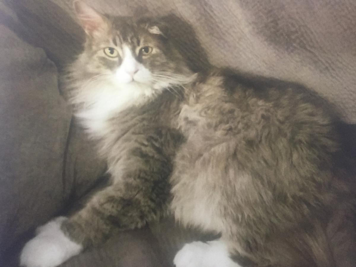 Image of Rockwell, Lost Cat