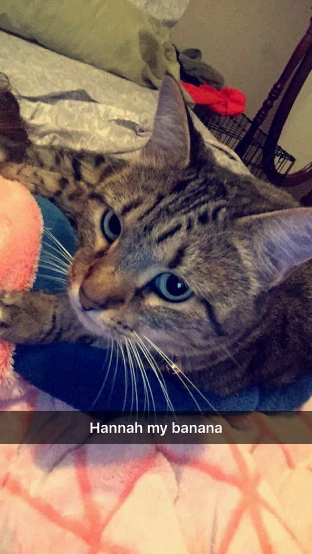 Image of Hannah, Lost Cat