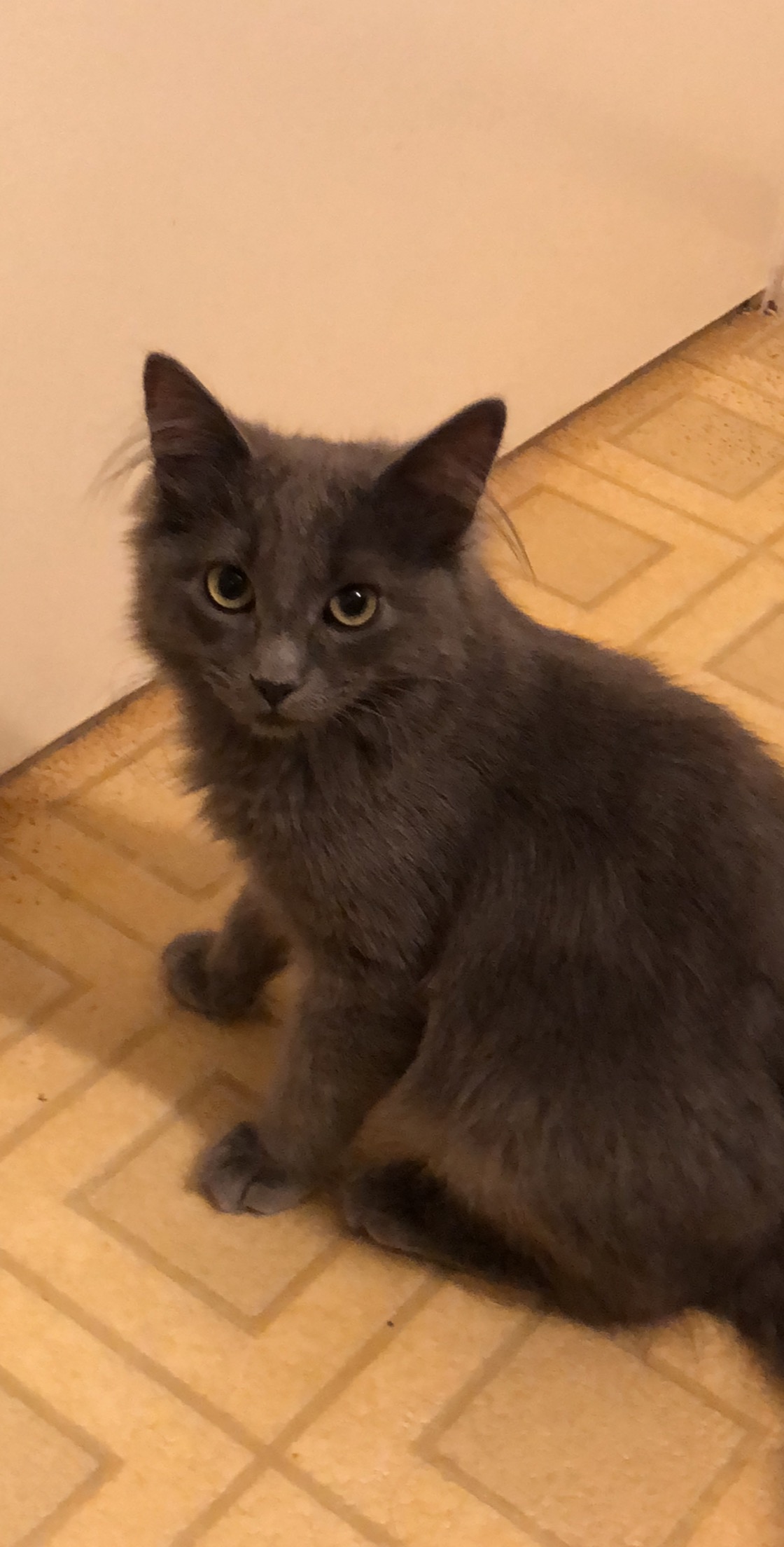 Image of Nikolai, Lost Cat