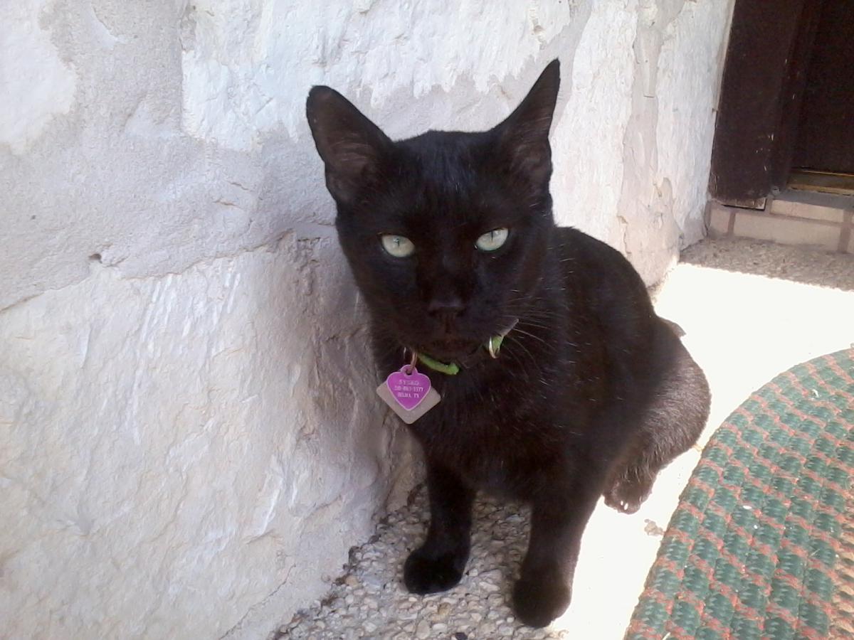 Image of Sysko, Lost Cat