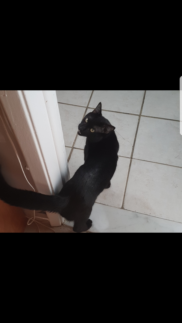Image of Scamper Panther, Lost Cat