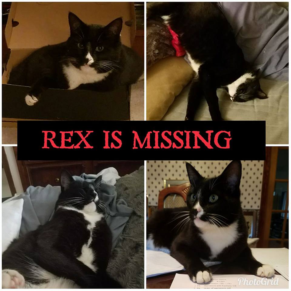 Image of Rex, Lost Cat