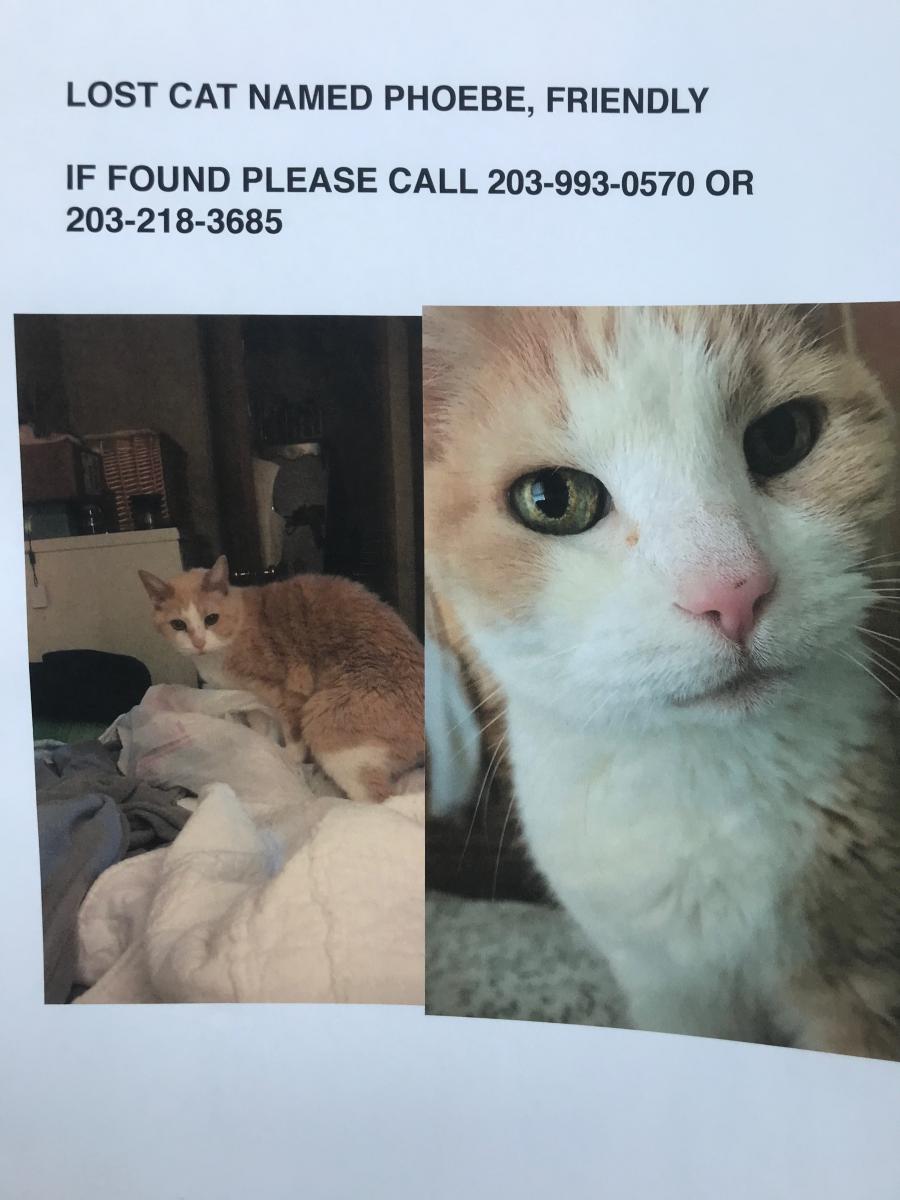Image of Phoebe, Lost Cat