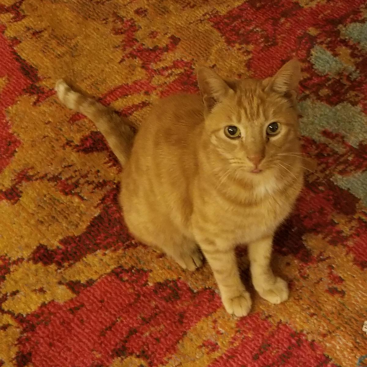 Image of Roach, Lost Cat