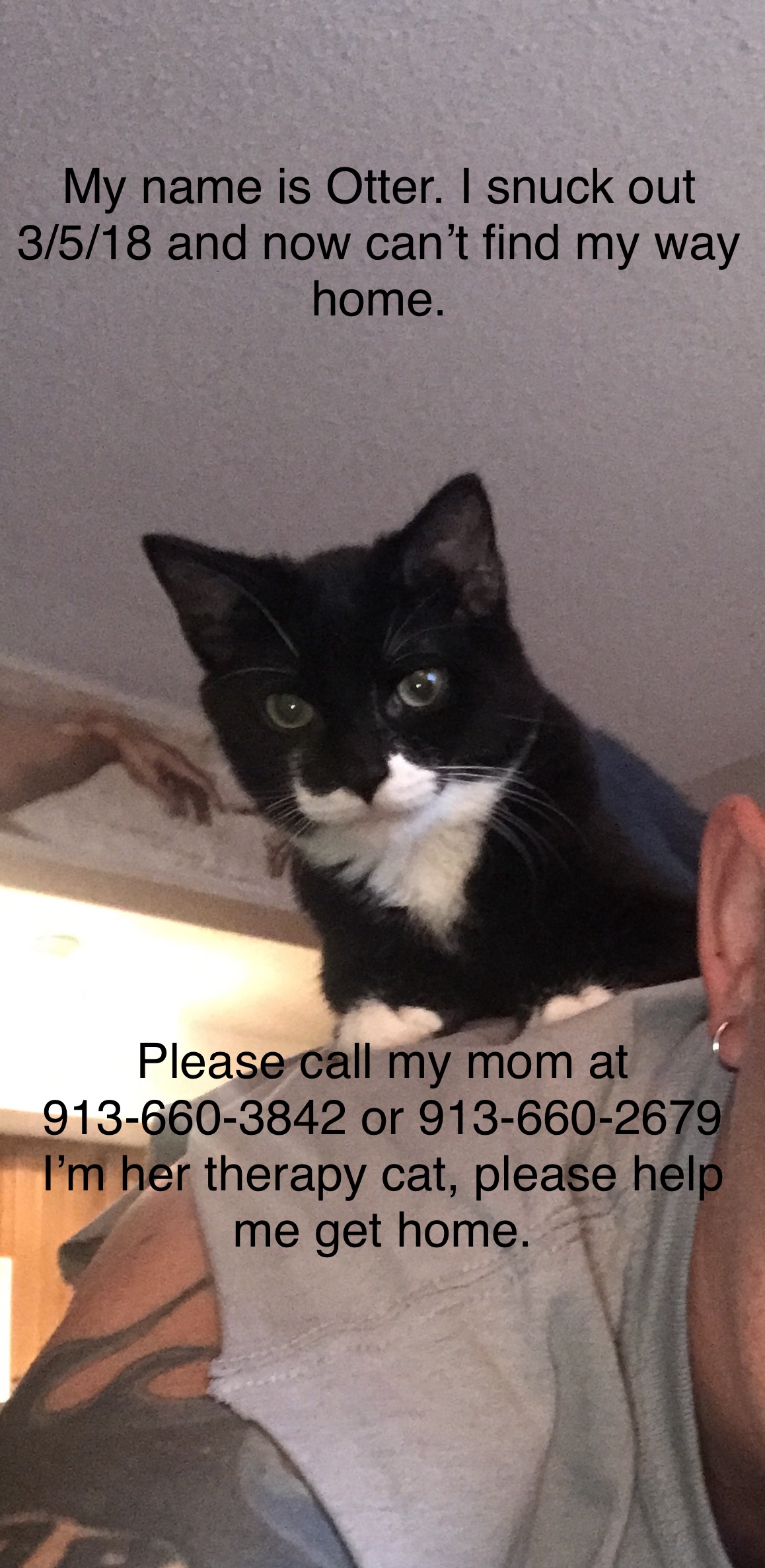 Image of Otter, Lost Cat