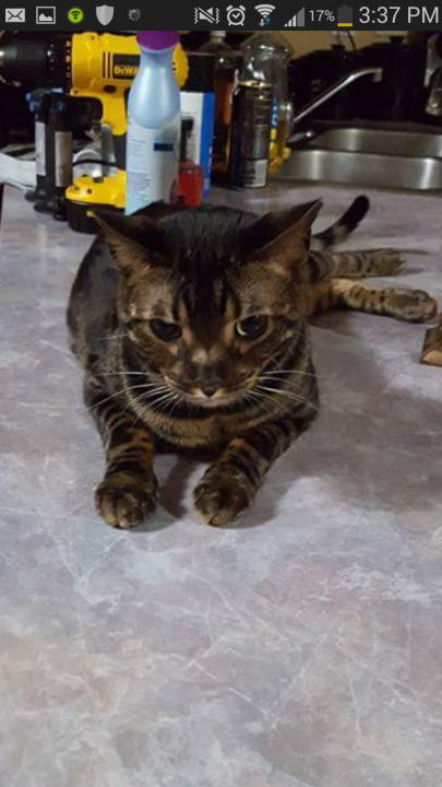Image of Mousers, Lost Cat