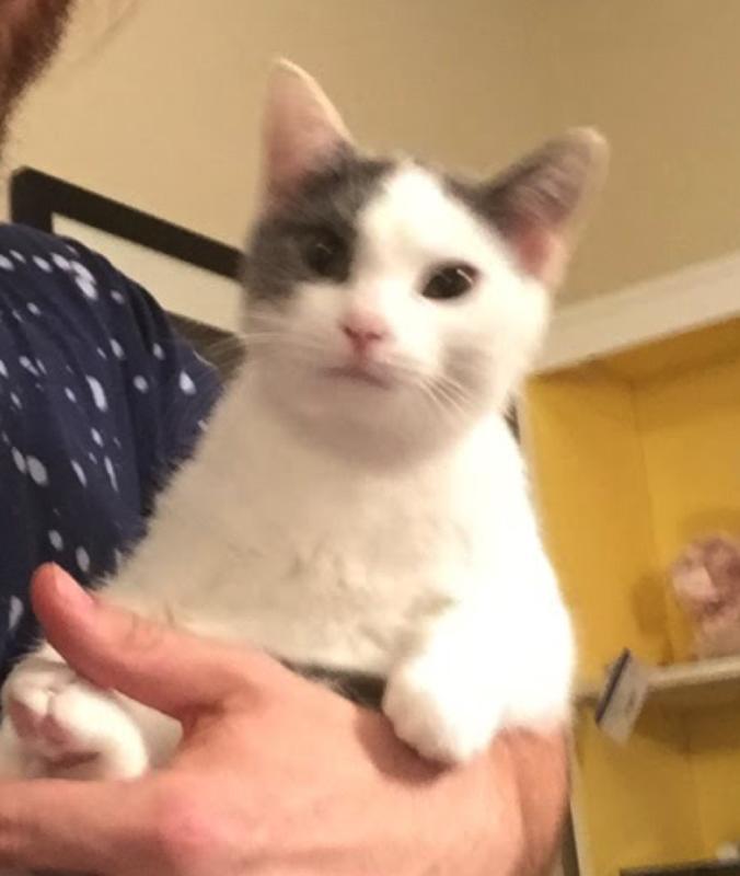 Image of Pippy, Lost Cat