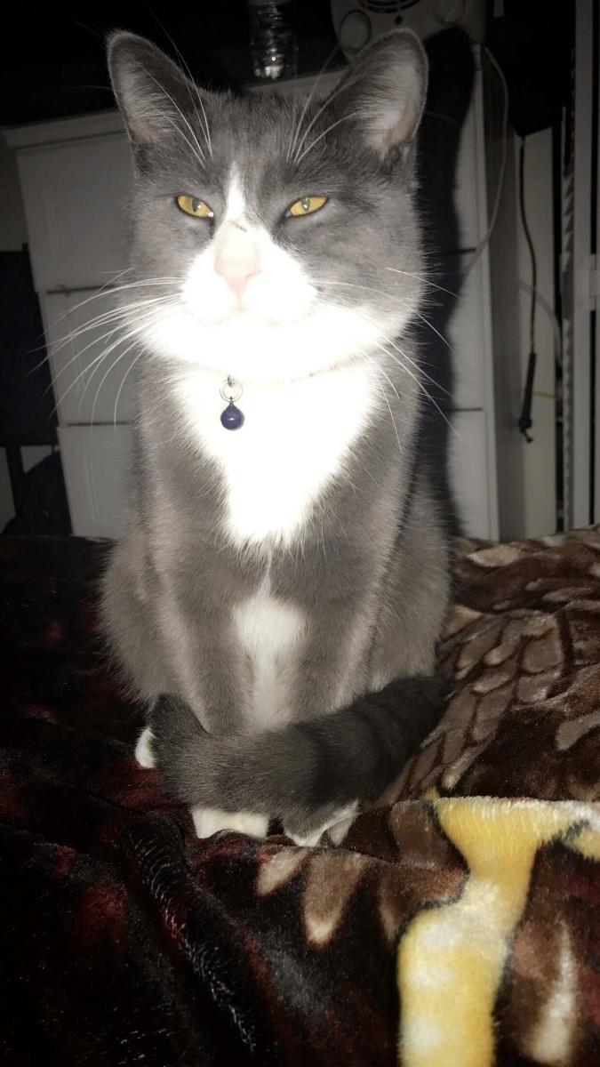 Image of Figaro, Lost Cat