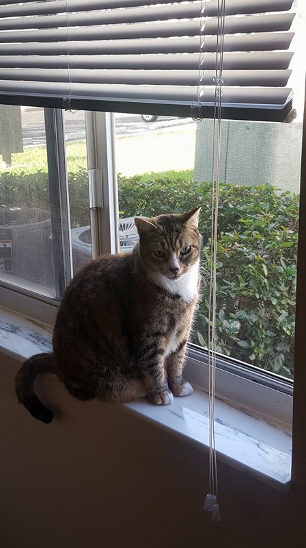 Image of Marley, Lost Cat
