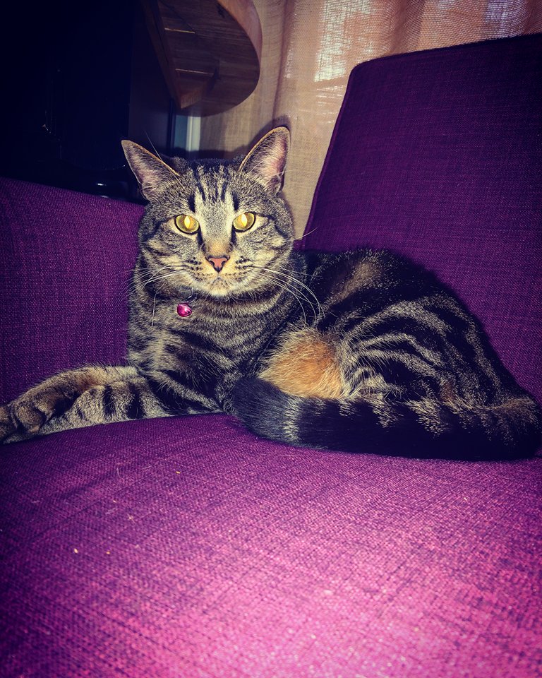 Image of Meeshoo, Lost Cat