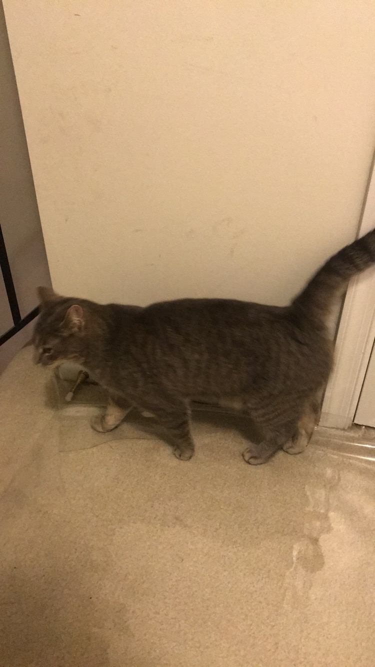 Image of No ID, Found Cat