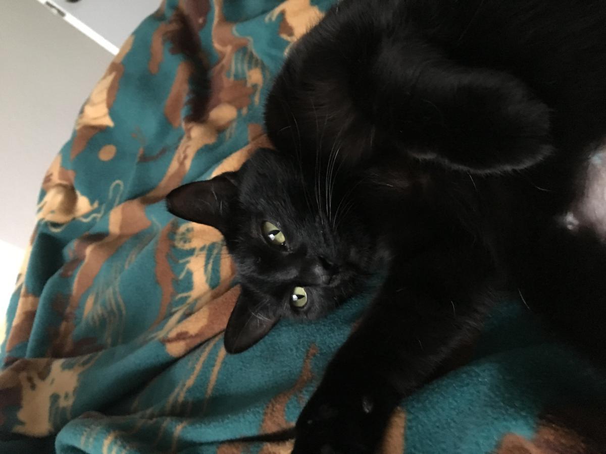 Image of Maleficent, Lost Cat