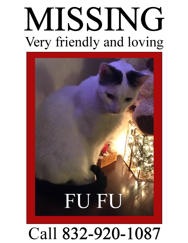 Image of Fufu, Lost Cat