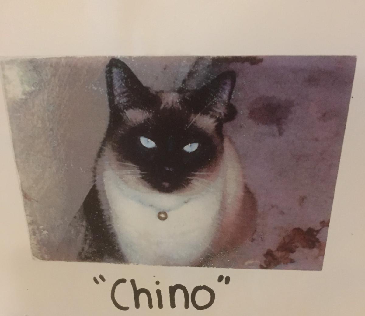 Image of Chino, Lost Cat